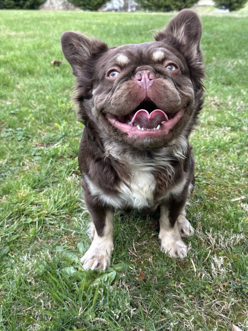 Baby Gravy, French Bulldog at Frenchieful