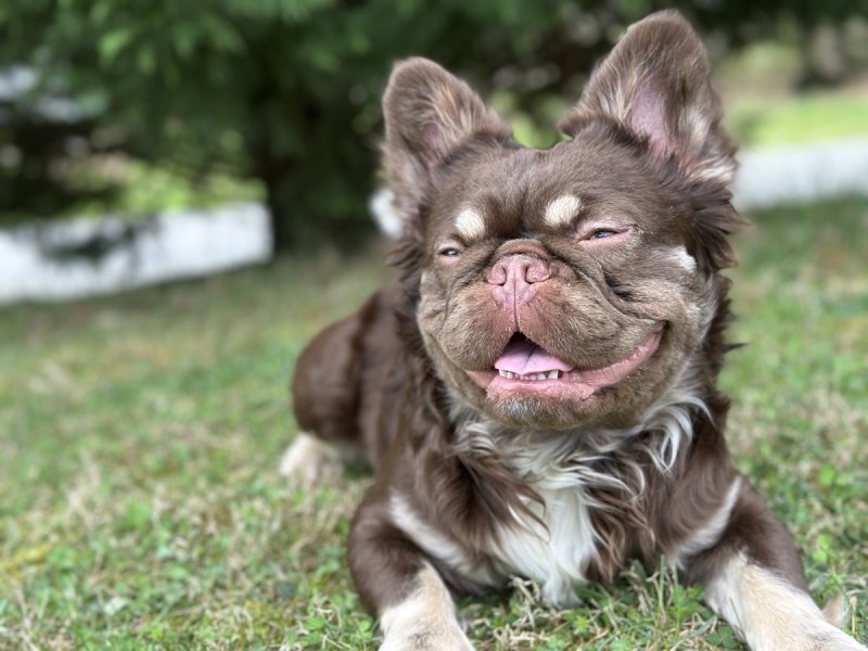 Baby Gravy, French Bulldog at Frenchieful