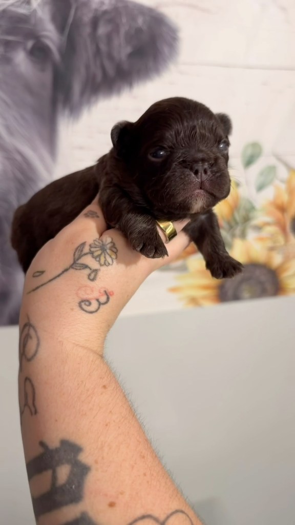 Fluffy chocolate French Bulldog puppy boy, from Reign x Baby Gravy