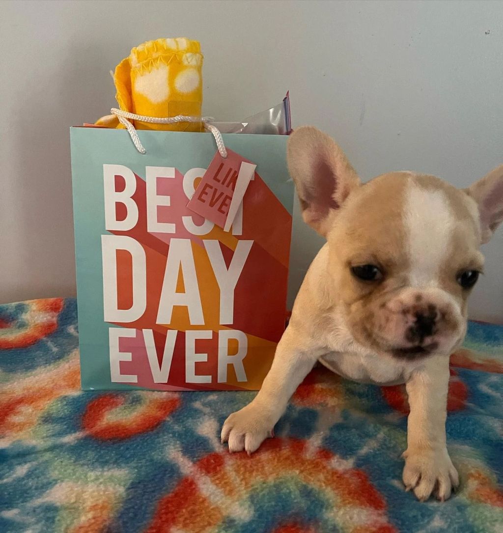 Frenchieful French Bulldog puppy, one of our previous pups