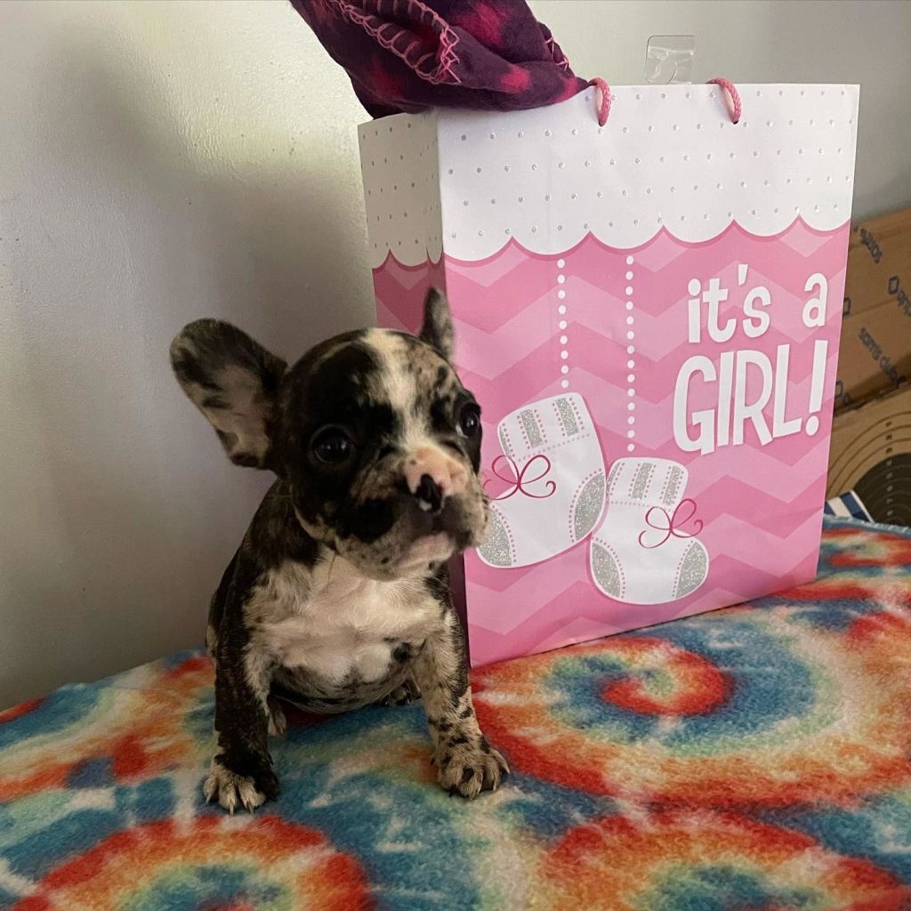 Frenchieful French Bulldog puppy, one of our previous pups