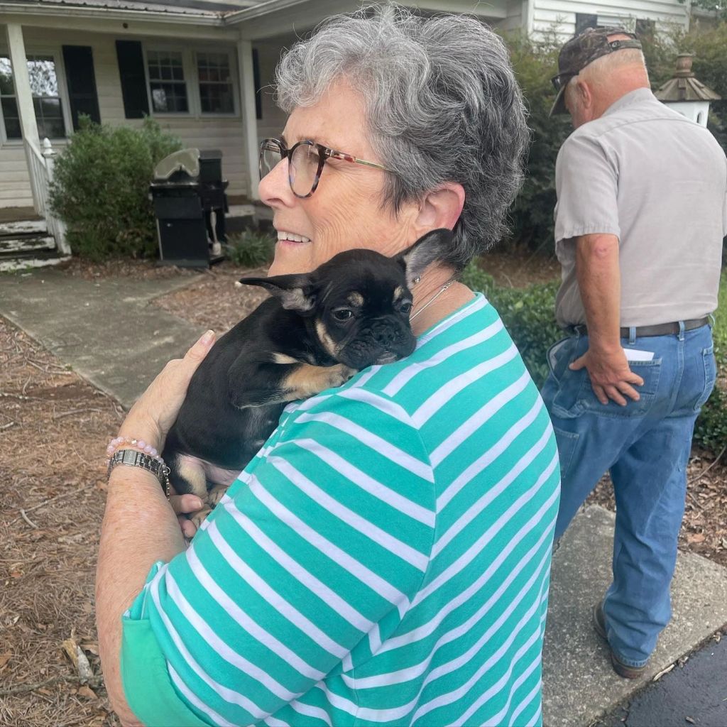 Frenchieful French Bulldog puppy, one of our previous pups