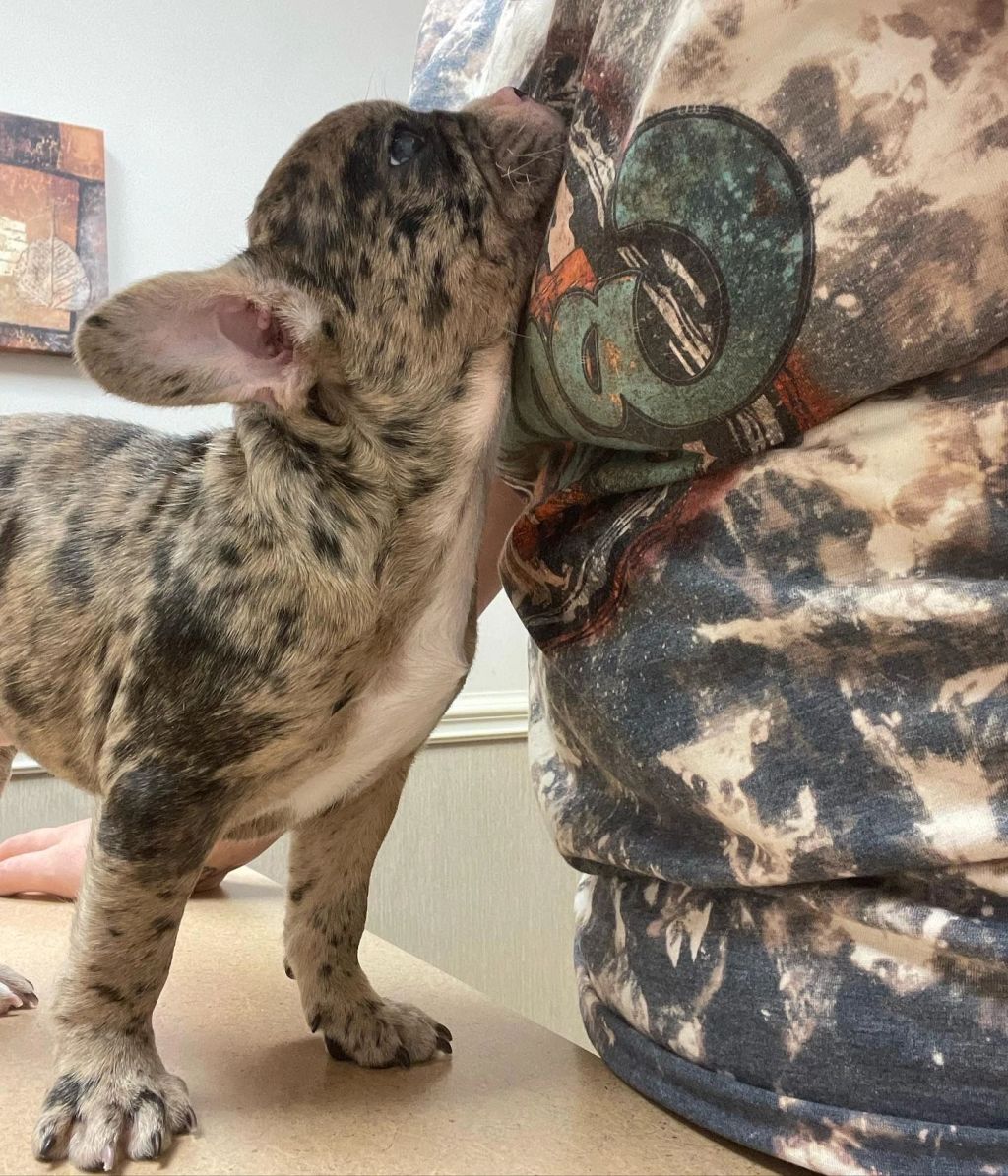 Frenchieful French Bulldog puppy, one of our previous pups