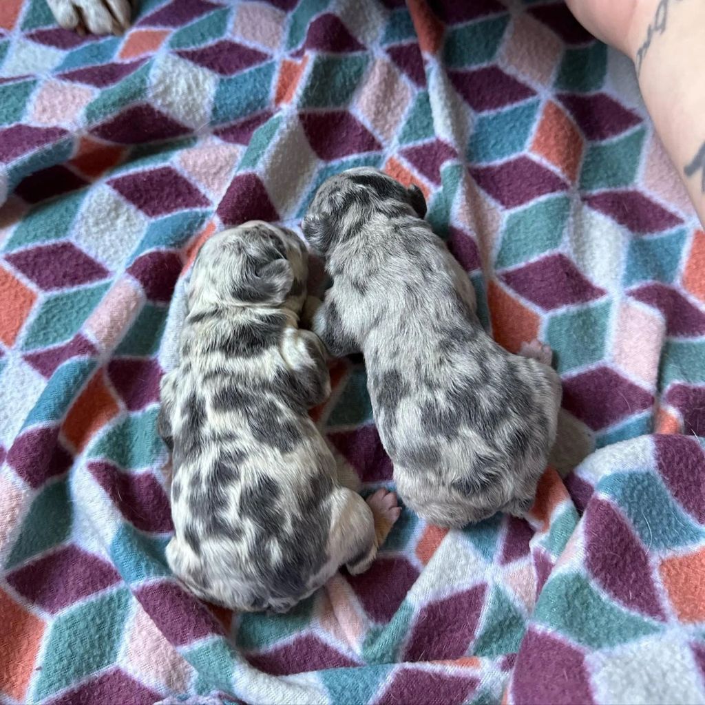 Frenchieful French Bulldog puppy, one of our previous pups