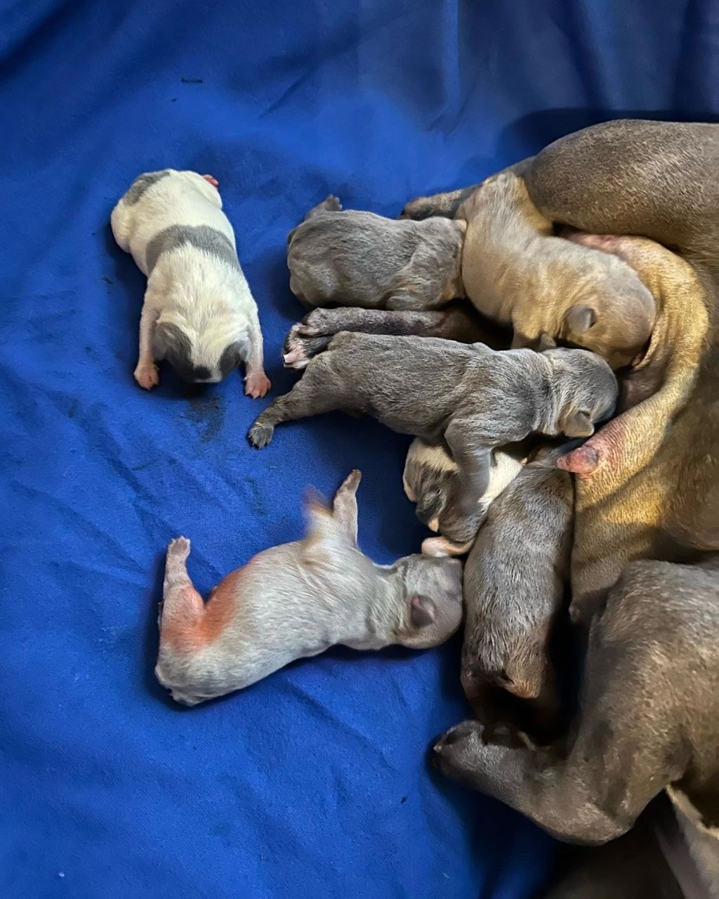 Frenchieful French Bulldog puppy, one of our previous pups
