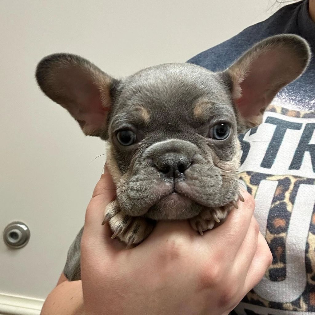 Frenchieful French Bulldog puppy, one of our previous pups