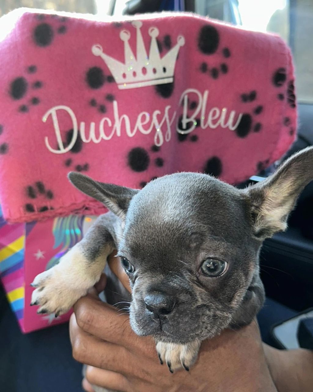 Frenchieful French Bulldog puppy, one of our previous pups