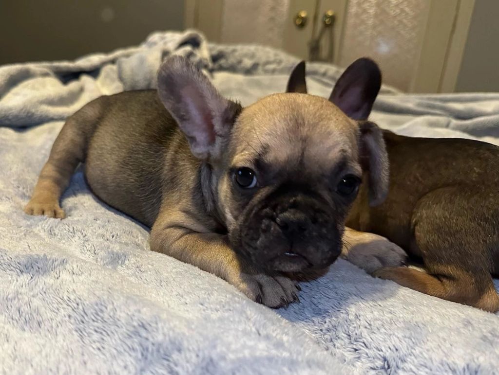 Frenchieful French Bulldog puppy, one of our previous pups