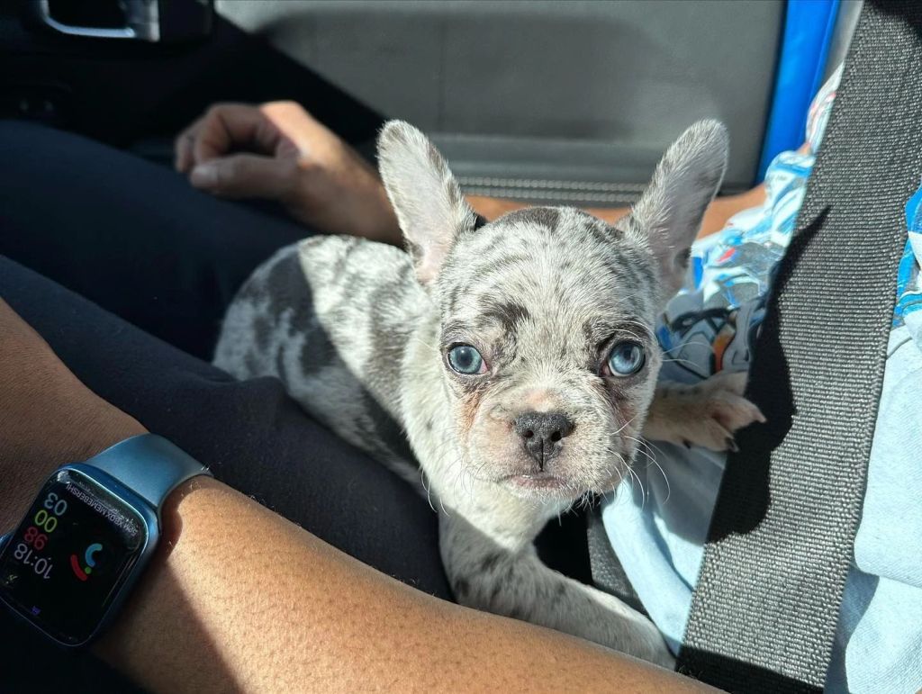 Frenchieful French Bulldog puppy, one of our previous pups