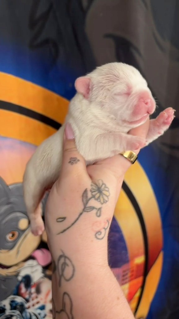 Fluffy carrier French Bulldog puppy boy with a platinum/cream coat, from Khloe x Pandatron