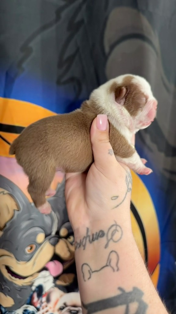 Fluffy carrier French Bulldog puppy boy with a pending New Shade/Rojo Husky coat, from Khloe x Pandatron