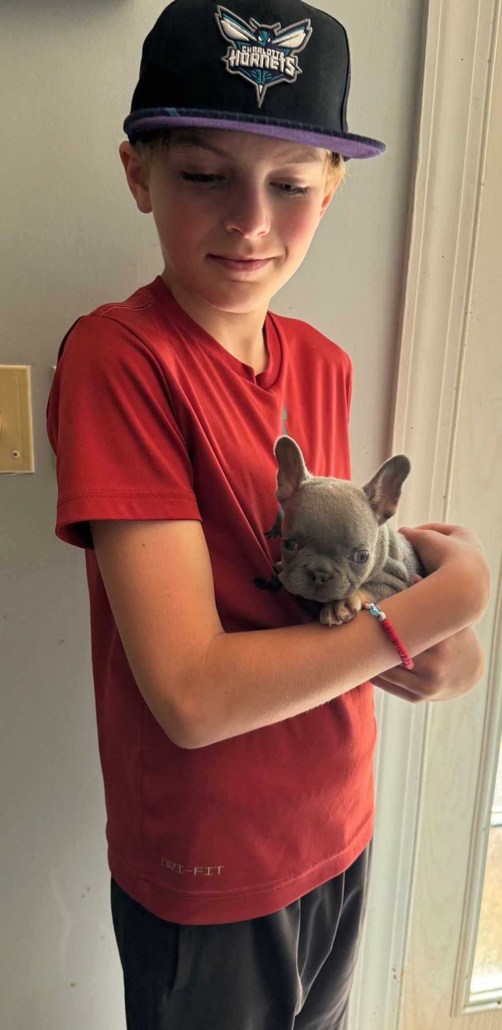 Frenchieful French Bulldog puppy, one of our previous pups