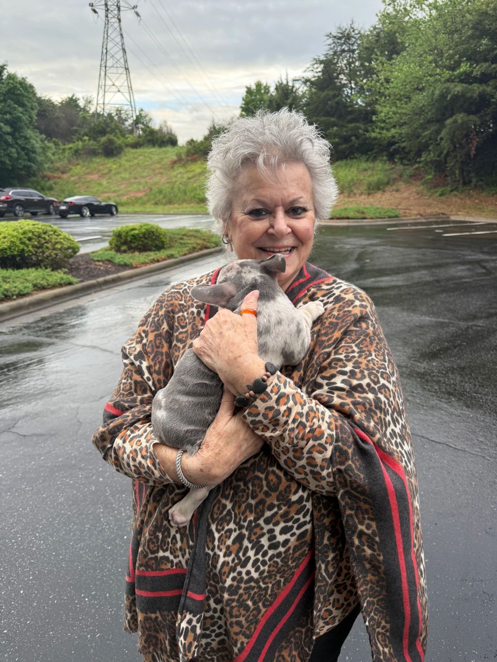 Frenchieful French Bulldog puppy, one of our previous pups