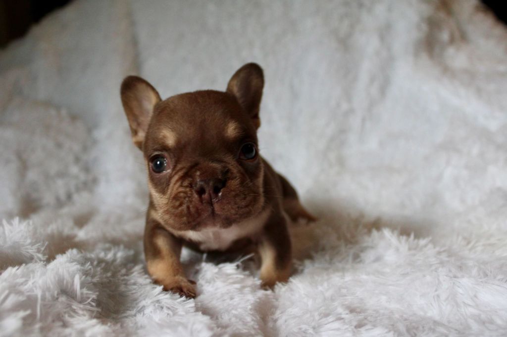 Frenchieful French Bulldog puppy, one of our previous pups