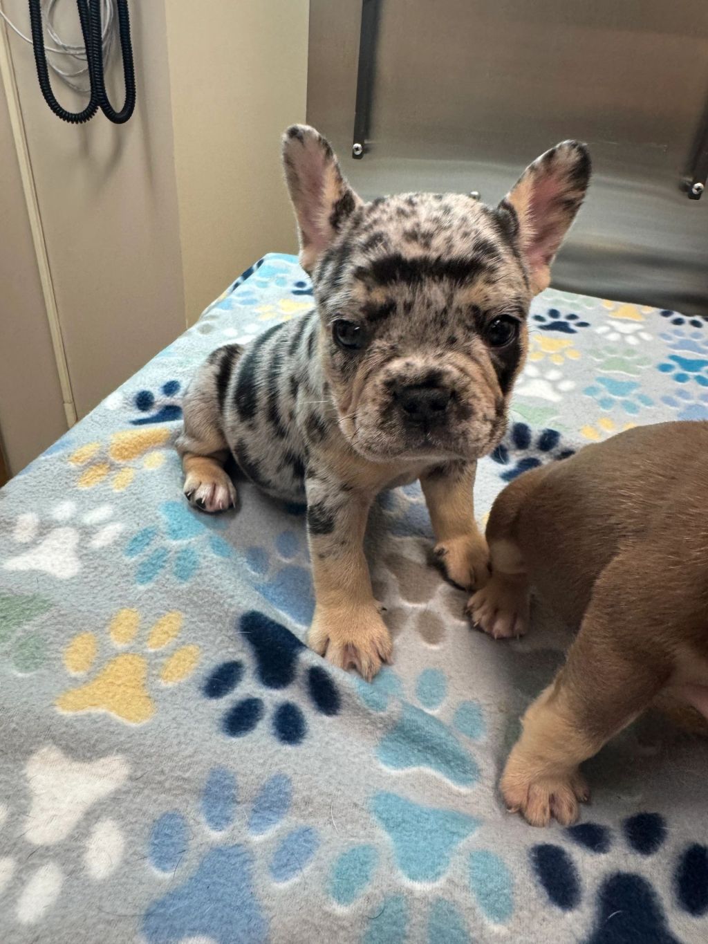 Frenchieful French Bulldog puppy, one of our previous pups