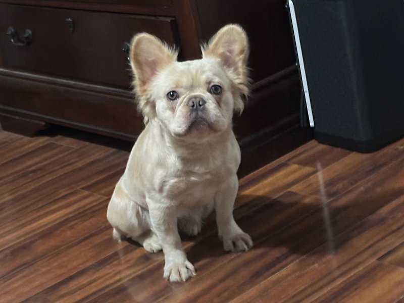 Khaleesi, French Bulldog at Frenchieful