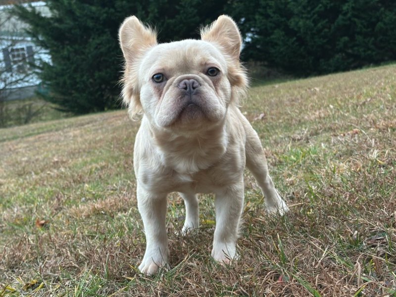 Khaleesi, French Bulldog at Frenchieful