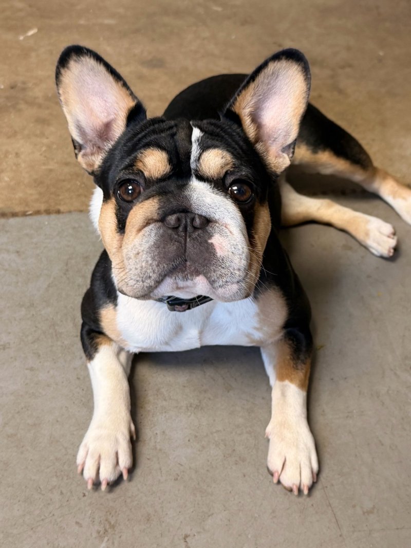 Khloe, French Bulldog at Frenchieful
