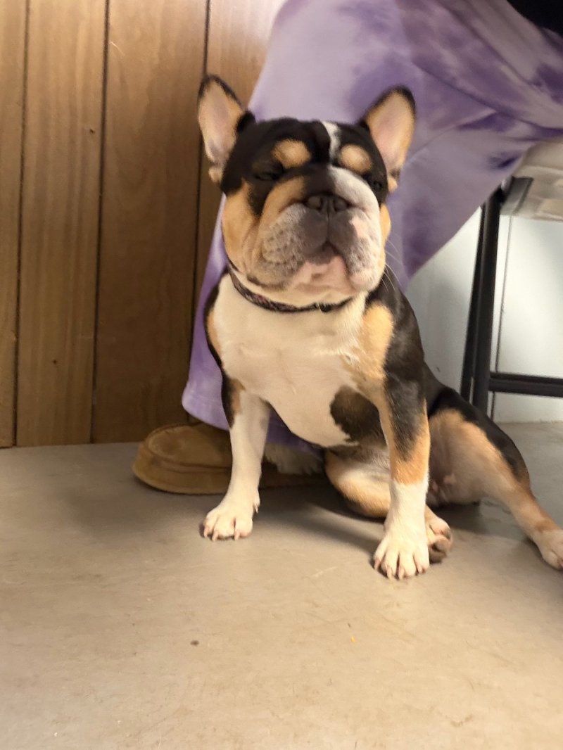 Khloe, French Bulldog at Frenchieful