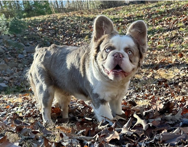 Optimus Prime, French Bulldog at Frenchieful