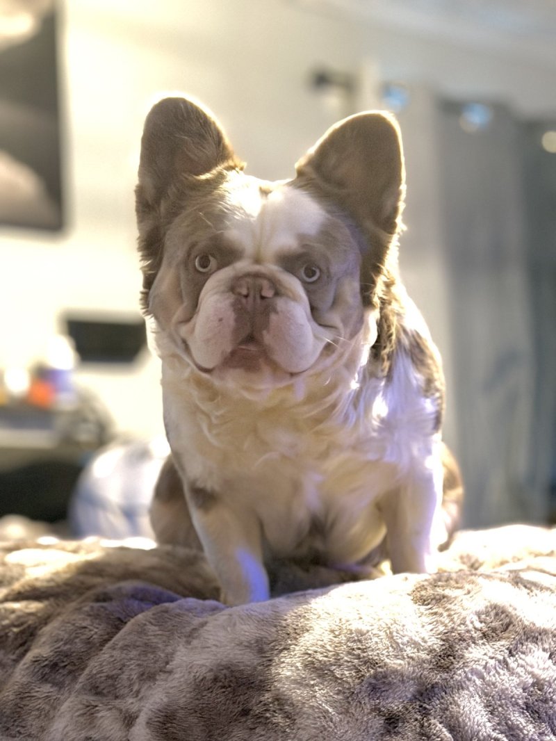 Optimus Prime, French Bulldog at Frenchieful