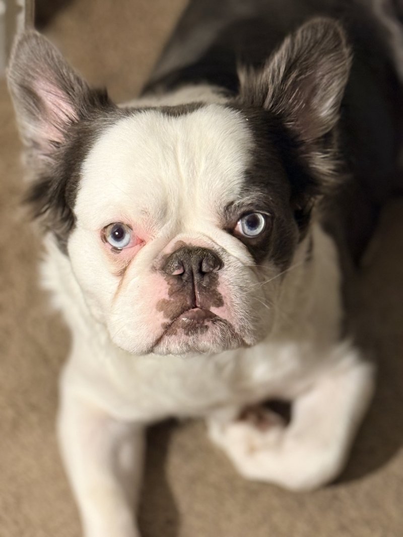Pandatron, French Bulldog at Frenchieful
