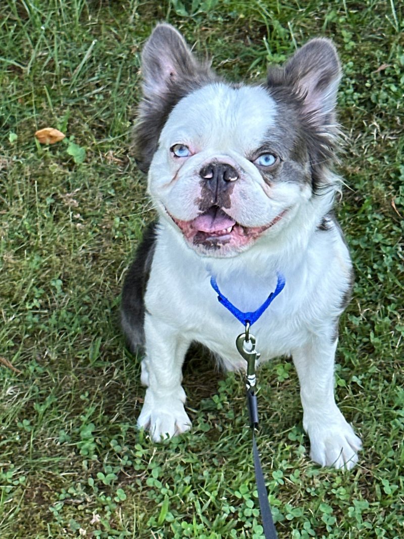 Pandatron, French Bulldog at Frenchieful