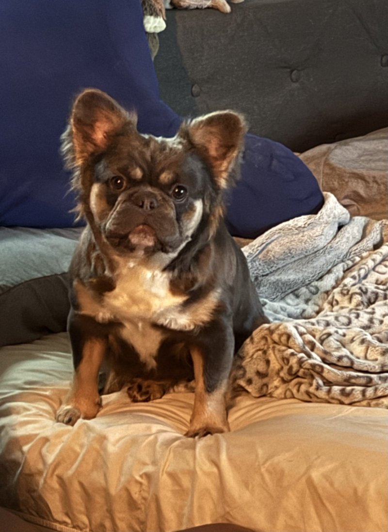 Reign, French Bulldog at Frenchieful