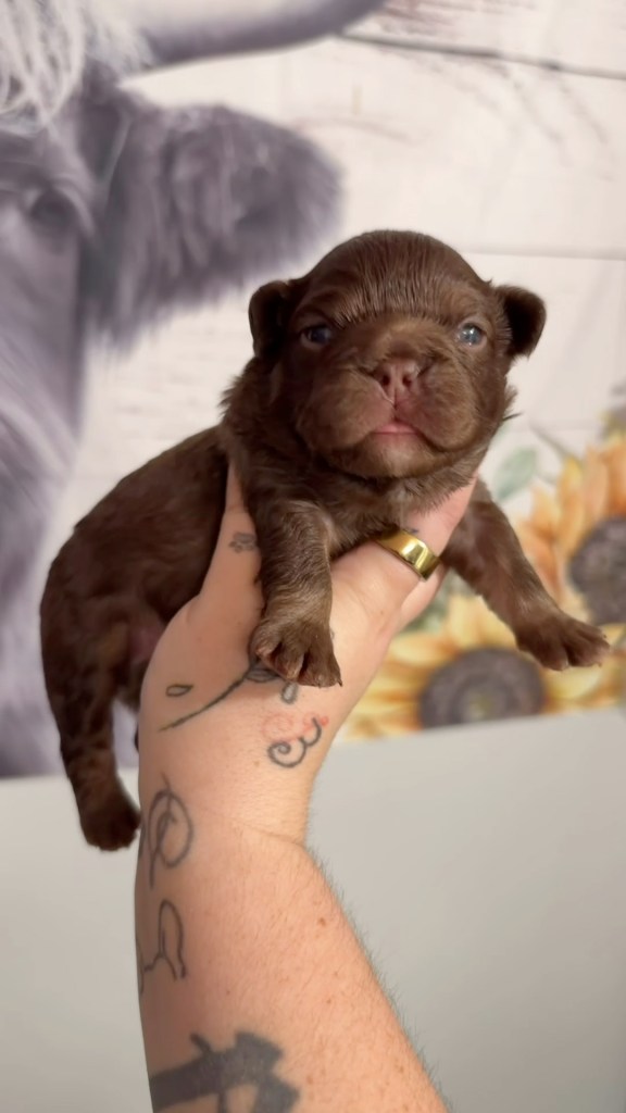 Fluffy rojo French Bulldog puppy boy with blue eyes, from Reign x Baby Gravy