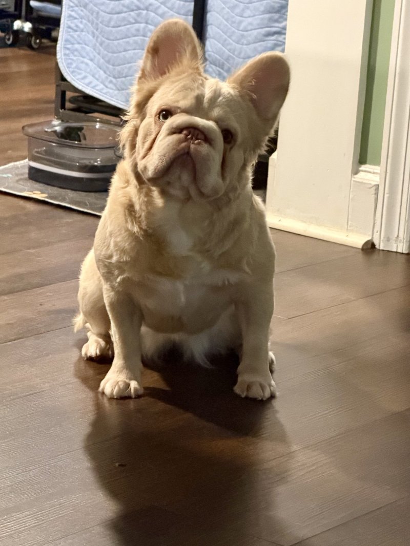 Ropeunzel, French Bulldog at Frenchieful
