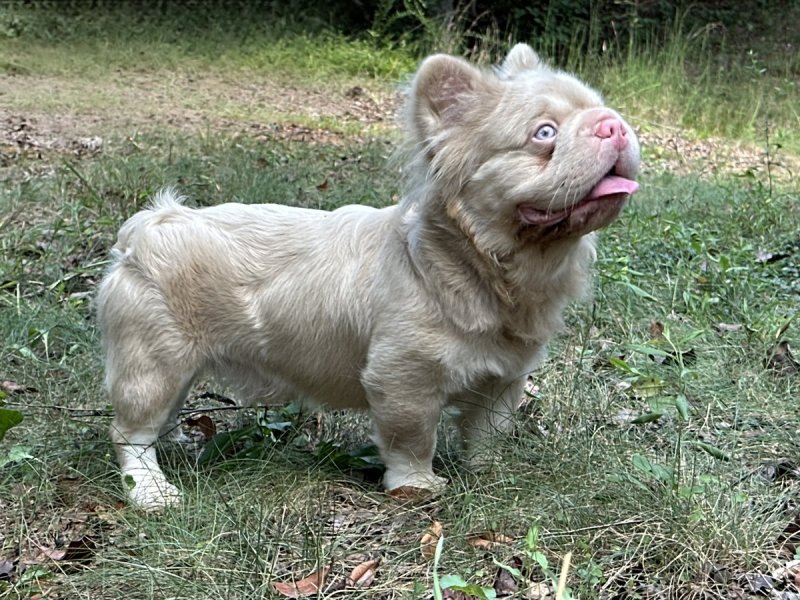 Rozay, French Bulldog at Frenchieful