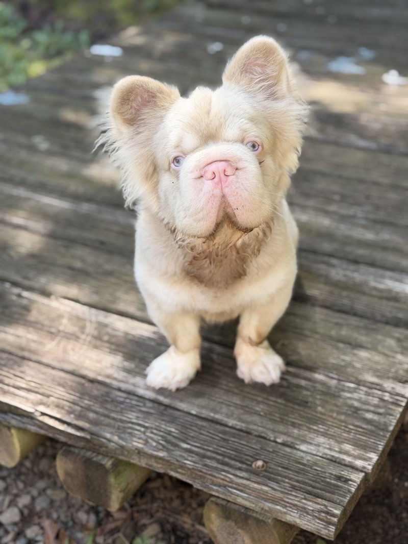 Rozay, French Bulldog at Frenchieful
